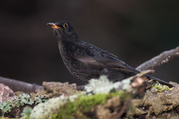 Blackbird, Turdus merula