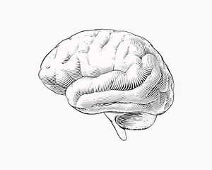 Monochrome engraving brain illustration