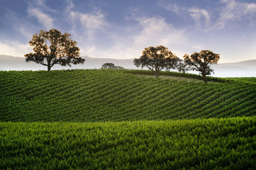 Hillside Vineyard with Oak