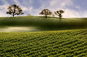 Misty Fog on Hillside Vineyard with Oak