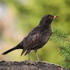 Blackbird, Turdus merula