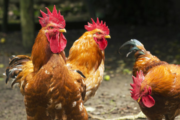 poultry farm with free roosters that  grazing on  traditional courtyard of house village  between apple trees