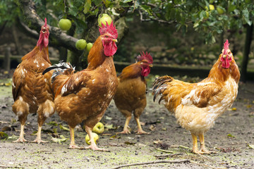 poultry farm with free roosters that  grazing on  traditional courtyard of house village  between apple trees