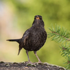 Blackbird, Turdus merula