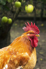 chickens  roosters and hens in a free range farm