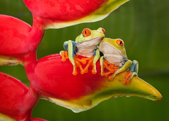Obraz premium Two Red-Eyed Tree Frog Resting on a Heliconia Flower