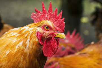 poultry farm with free roosters that  grazing on  traditional courtyard of house village  between apple trees