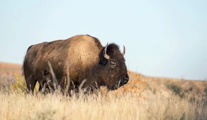 Plexiglas foto achterwand Wild buffalo © RbbrDckyBK