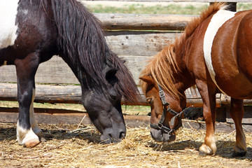Two little horses