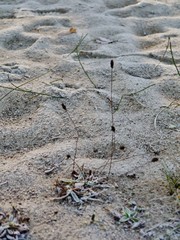 Gräser im Sand mit Raureif