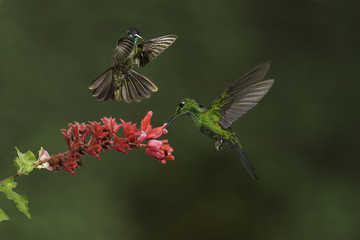 A pair of green-crowned brilliant hummingbirds (Heliodoxa leucocephalus) were having a territorial fight.
