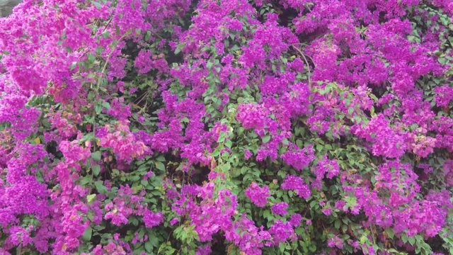 Bougainvillea Flowers Bloom