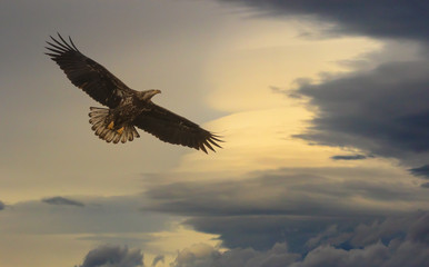 Juvenile bald eagle soaring amongst the clouds