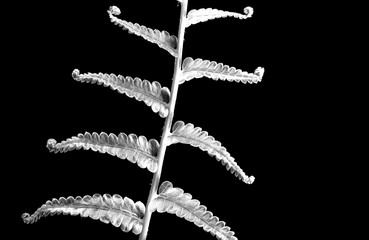 Silver Fern leaf on black background