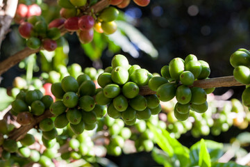 Coffee beans ripening on tree in North of thailand