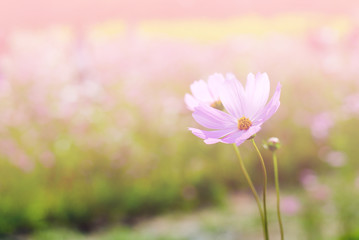 Obraz premium Cosmos flower fields in full bloom. 