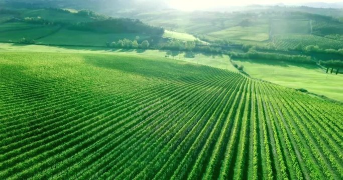 Stunning sunset panorama of Toscana vineyard rows. Aerial shot.