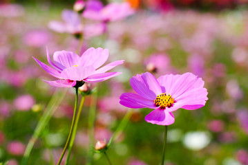 Cosmos flowers in a meadow.