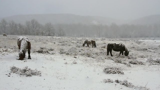 Manada de Caballos pastando en un campo nevado
