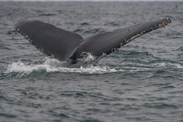 Tailfin of Humpback whale flapping in Pacific Ocean