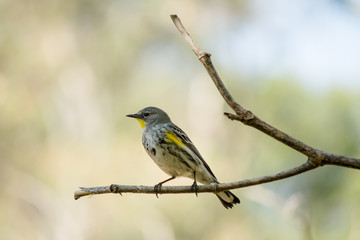 El pájaro en la rama mira a lo lejos.