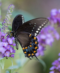 Butterfly, black