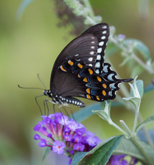 Obraz na płótnie Canvas Butterfly, black