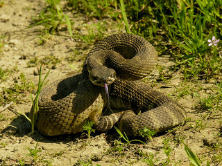 Curled rattlesnake ready to strike on trail in California