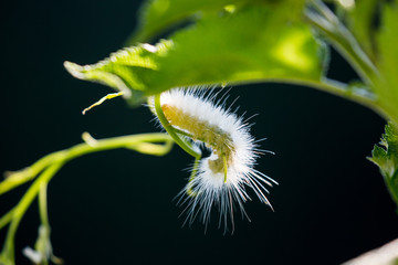 Caterpeller, fuzzy backlit
