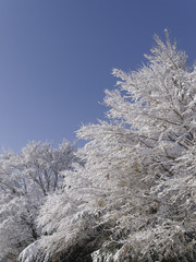木に咲いた雪の花