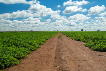 plantação amendoim