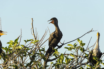 Sidelit Double-crested Cormorant
