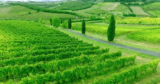 Flying towards to scenery Tuscany vew above vineyard rows. Aerial shot.