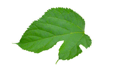 Naklejka na ściany i meble isolate green leaf