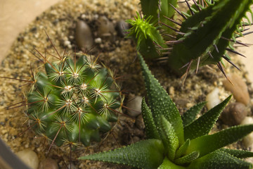 Succulent Terrarium