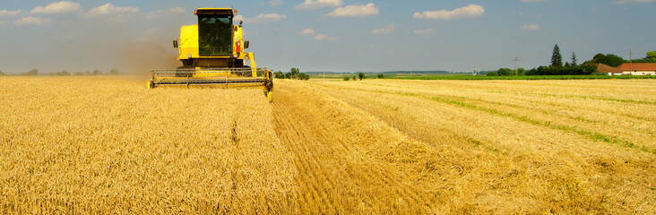 Fototapeta premium Harvester combine harvesting wheat