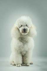 White poodle posing