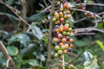 Coffee cherries (beans) ripening on a coffee tree branch (closeup)