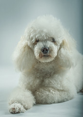 White poodle posing