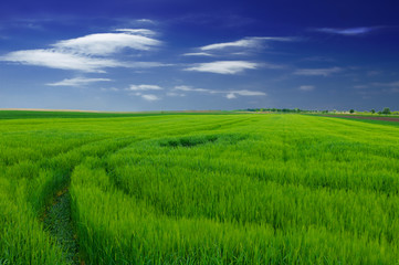 green wheat field and clouds