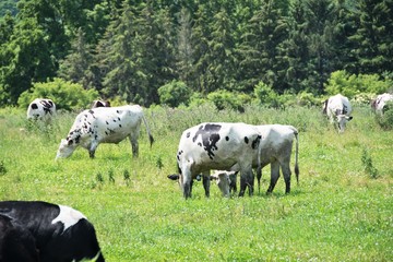 Obraz premium Dairy Cattle