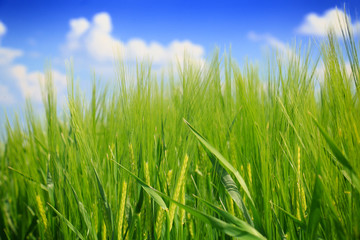 green wheat field