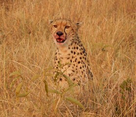 Wild Cheetah
