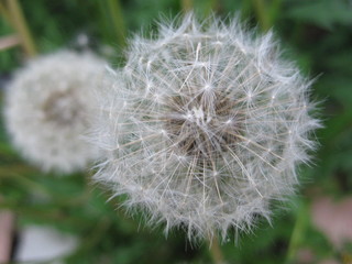 Fototapeta premium Ready to Seed