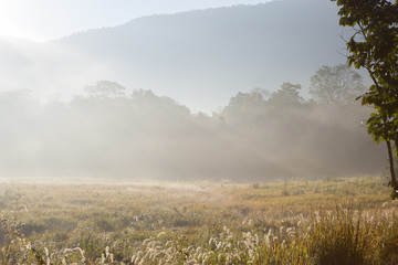 Grass field with misty on mountain in thailand - 136390816