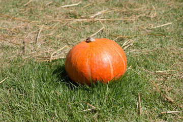 Pumpkin in a field - 136390835