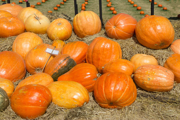 Pumpkin in a field of straw - 136390854