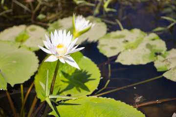Blossom lotus flower - 136390871