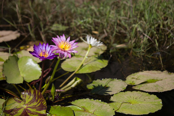 Blossom lotus flower - 136390884