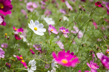 The cosmos flower garden - 136391032